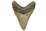 Serrated, Fossil Megalodon Tooth - North Carolina #340871-1